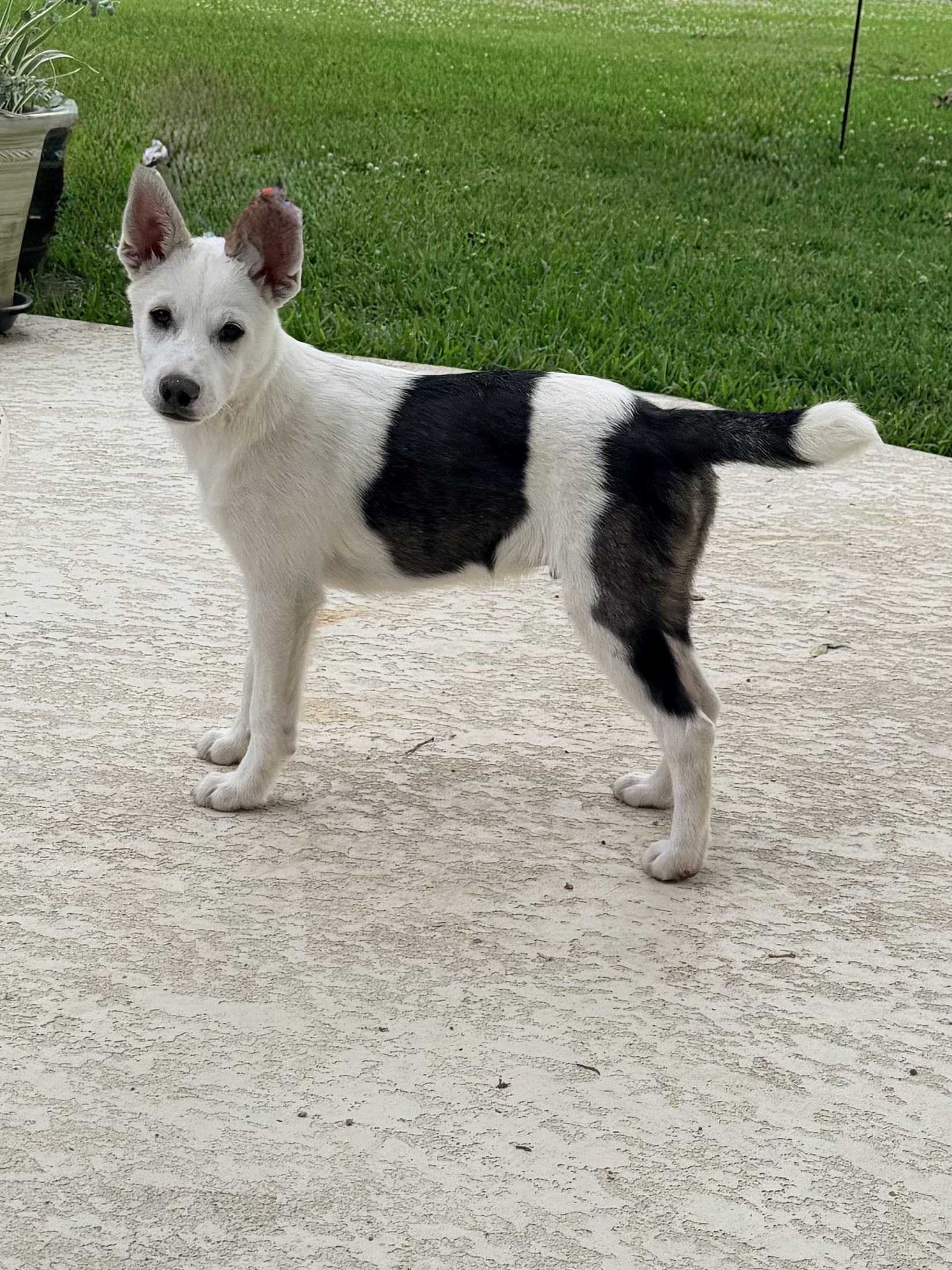 Enlarge S'Mores, a ADOPTABLE mixed breed in Baker, LA image 2/5