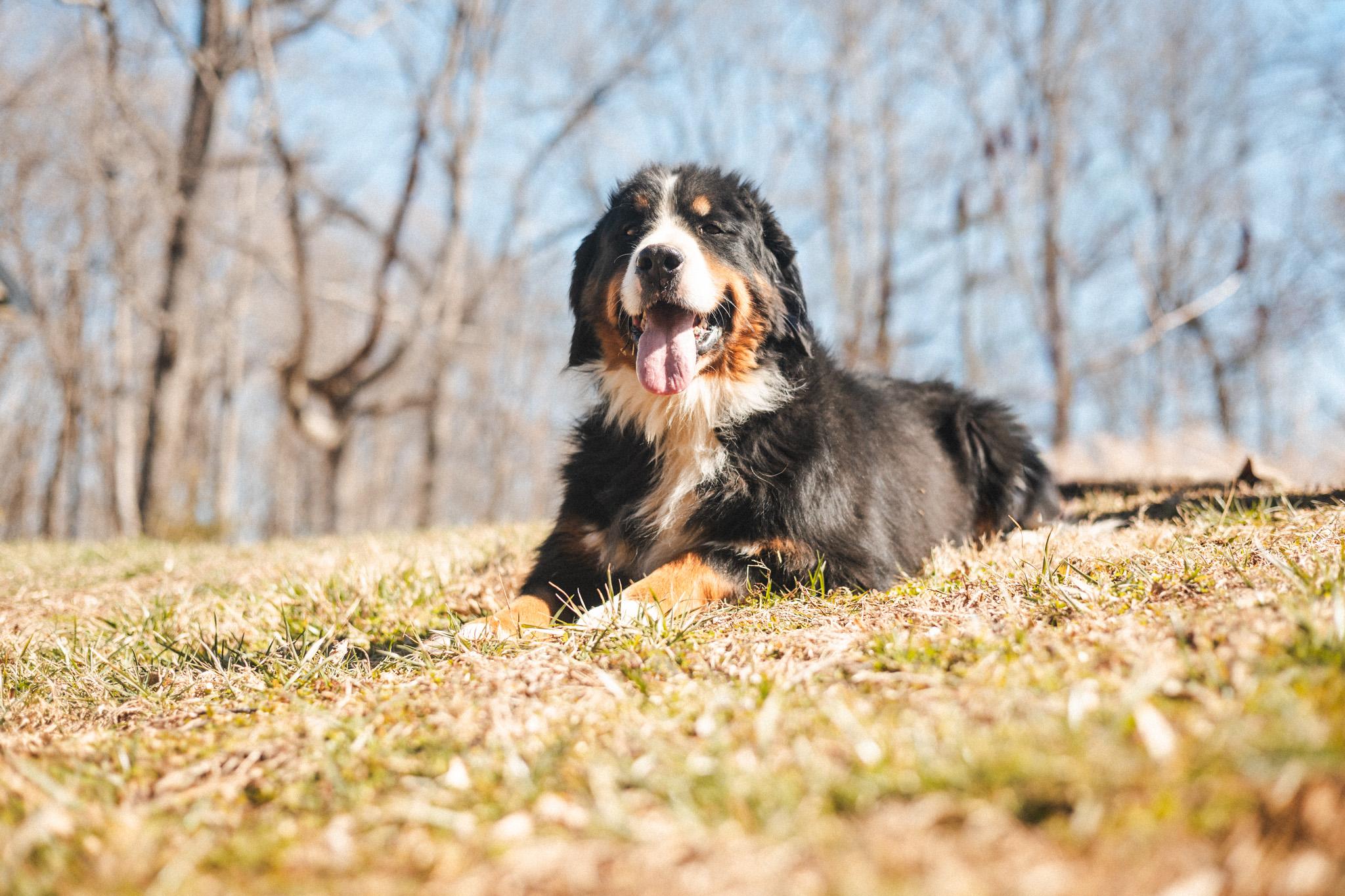 Bernese Mountain Dogs for Adoption in Fairborn, Ohio | Petfinder