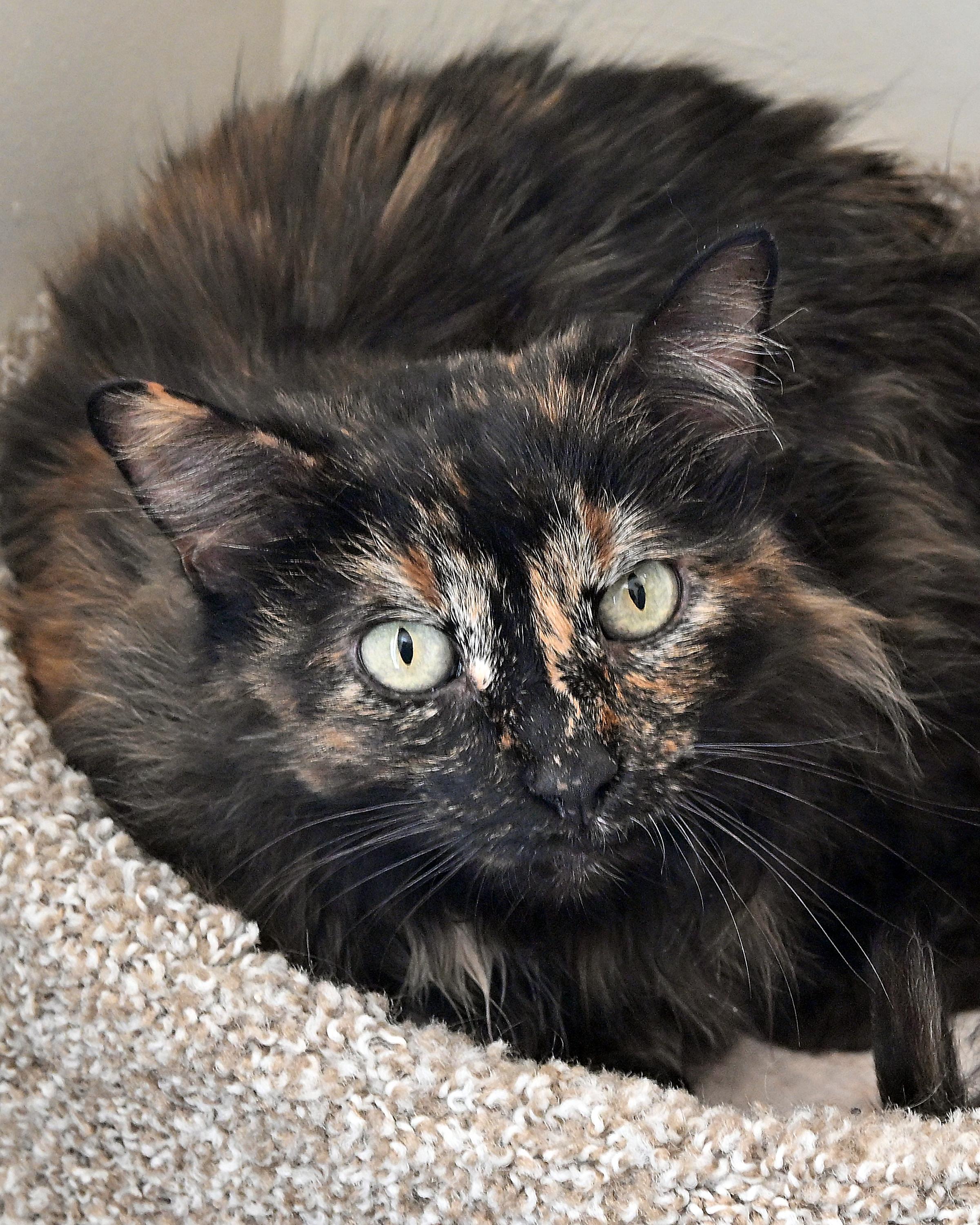 Chloe, ADOPTABLE, Senior Female Domestic Long Hair.