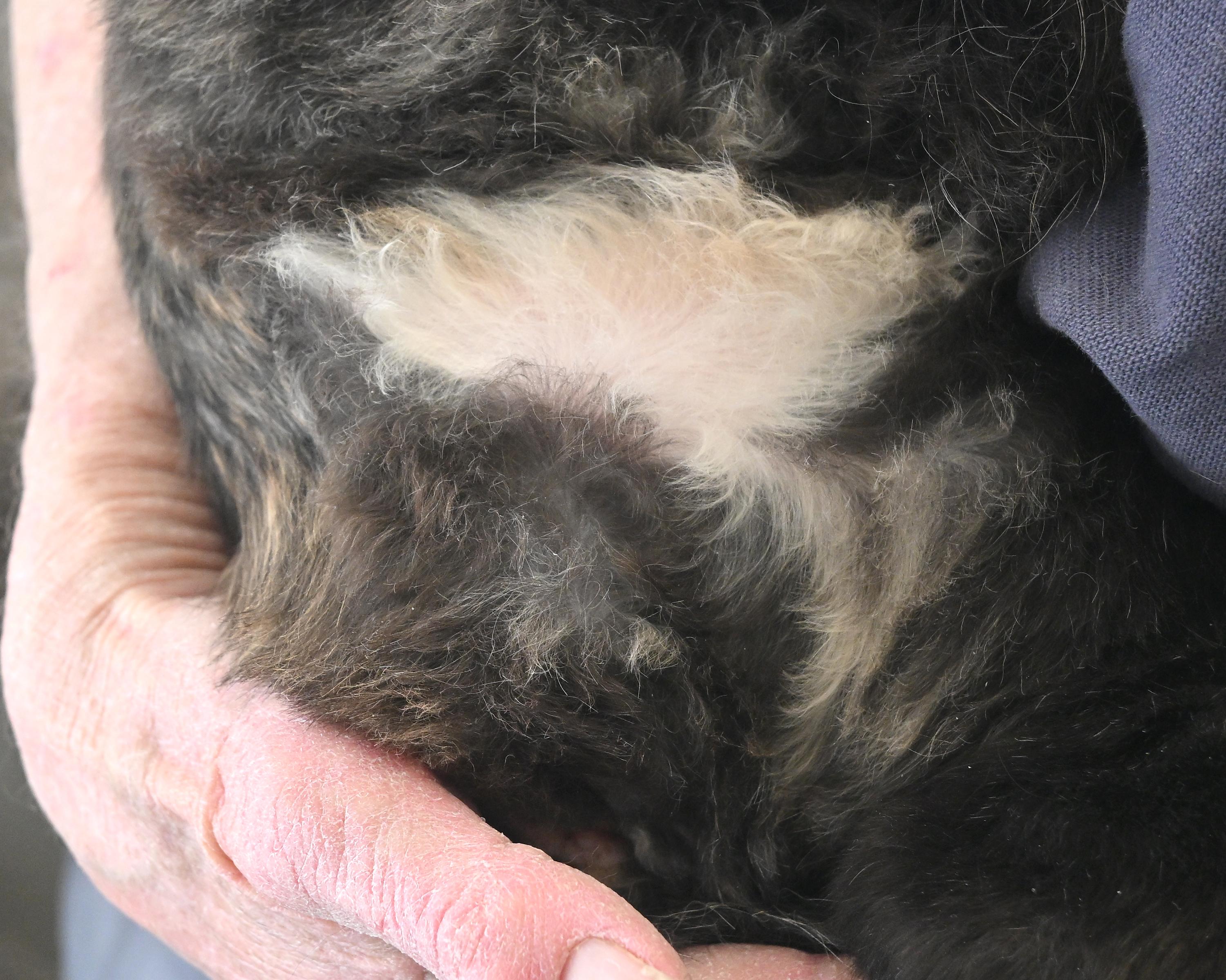 Enlarge Chloe, a ADOPTABLE Domestic Long Hair in Corrales, NM image 3/3