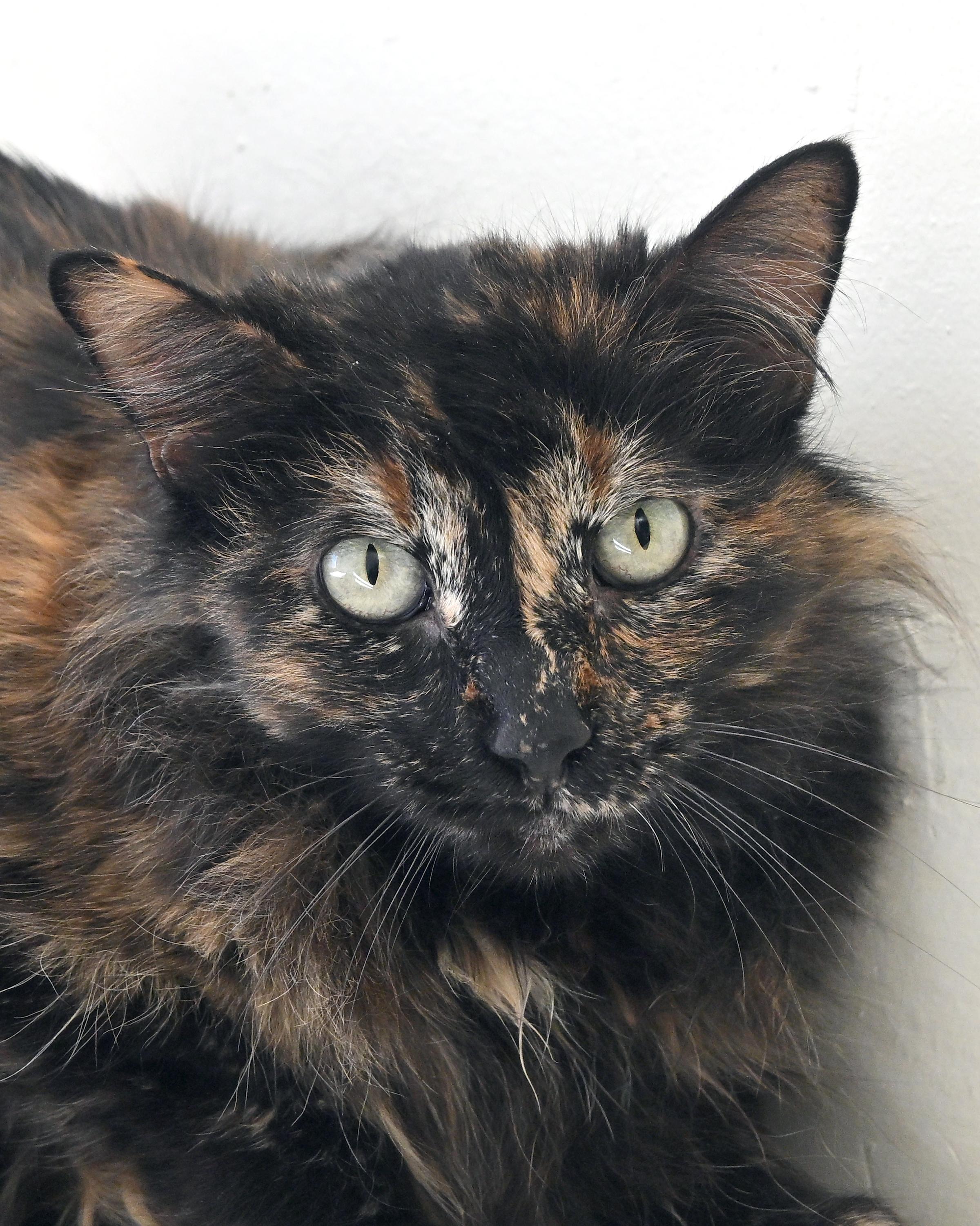 Enlarge Chloe, a ADOPTABLE Domestic Long Hair in Corrales, NM image 2/3