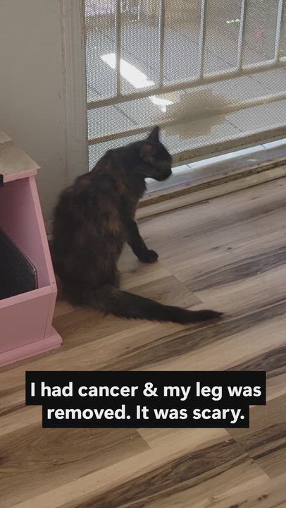 Enlarge Chloe, a ADOPTABLE Domestic Long Hair in Corrales, NM video 1/4