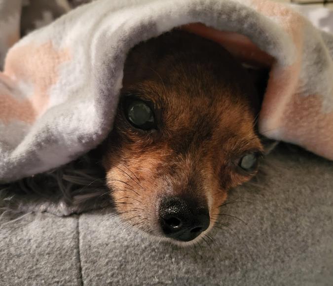 Enlarge Gadget (PA) medical hold, a Adoptable Chihuahua in Utica, NY image 3/3