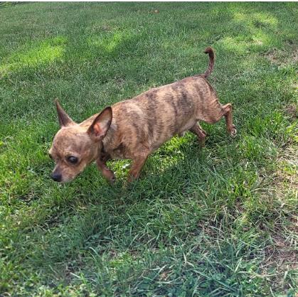 Enlarge Gadget (PA) medical hold, a Adoptable Chihuahua in Utica, NY image 2/3