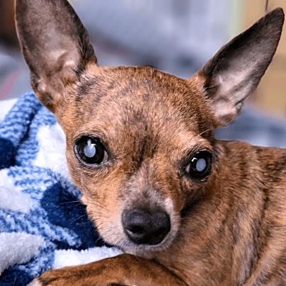 Gadget (PA) medical hold, Adoptable, Adult Male Chihuahua.