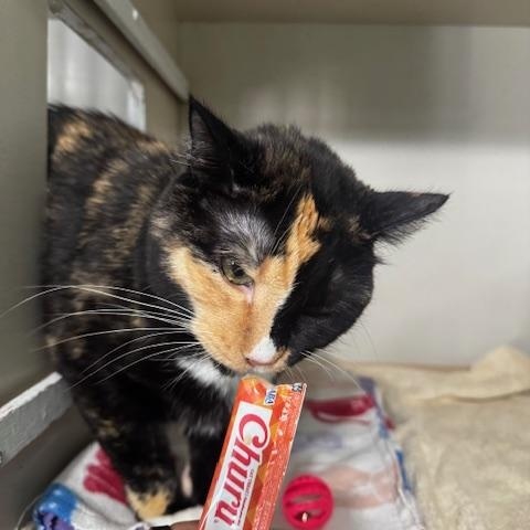 Enlarge Lydie, a ADOPTABLE Calico in Hutchinson, MN image 4/4