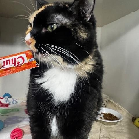 Enlarge Lydie, a ADOPTABLE Calico in Hutchinson, MN image 3/4