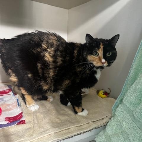 Lydie, ADOPTABLE, Adult Female Calico.