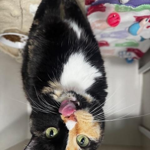 Enlarge Lydie, a ADOPTABLE Calico in Hutchinson, MN image 2/4