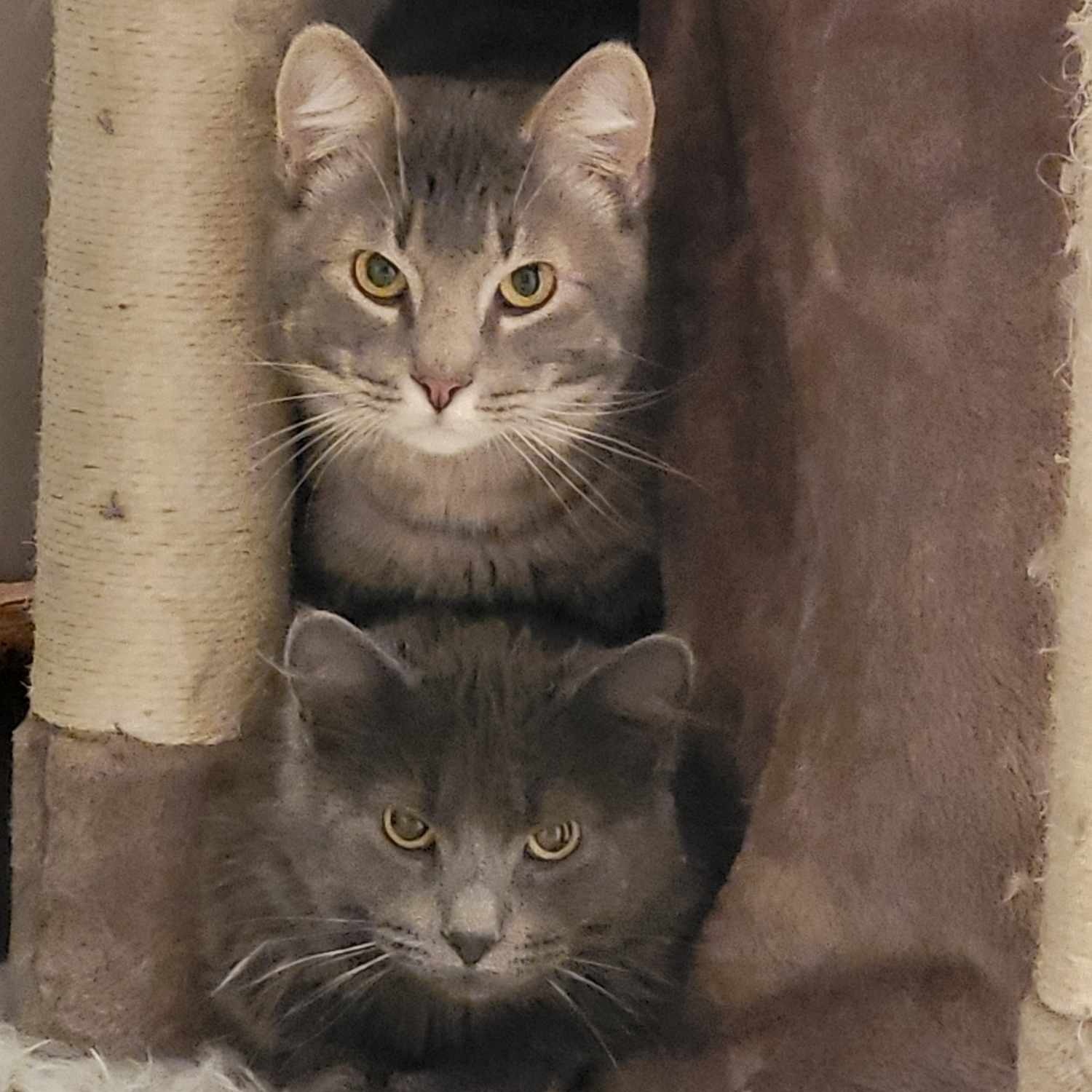 Bob *Bonded with Jim*, an adoptable mixed breed in Lakeville, MN image 2/2