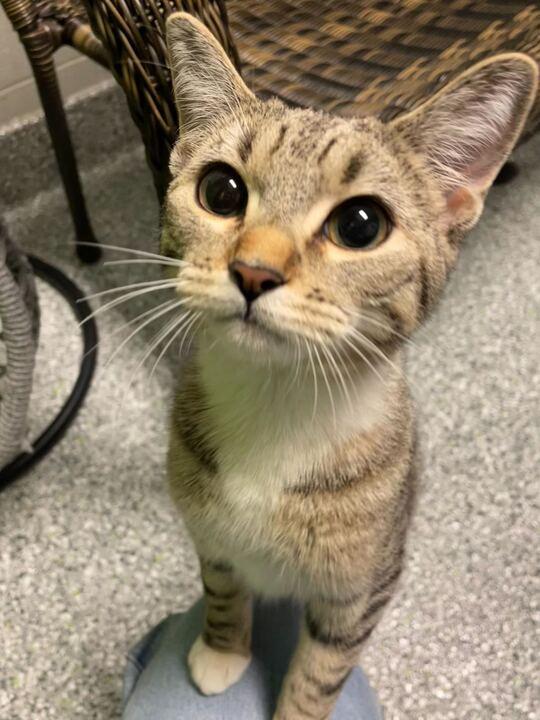 Enlarge Sassy, a ADOPTABLE mixed breed in Jackson, MI image 6/6