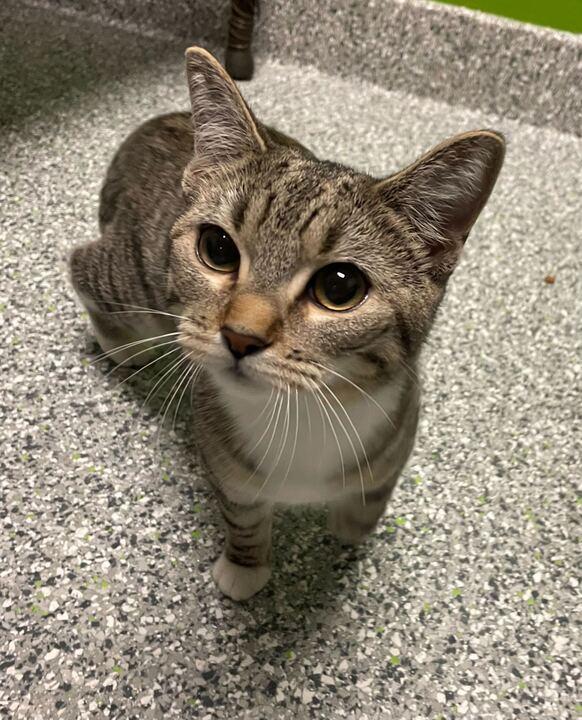 Enlarge Sassy, a ADOPTABLE mixed breed in Jackson, MI image 2/6