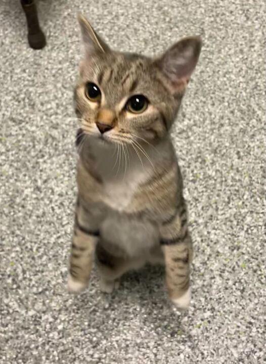 Enlarge Sassy, a ADOPTABLE mixed breed in Jackson, MI image 1/6