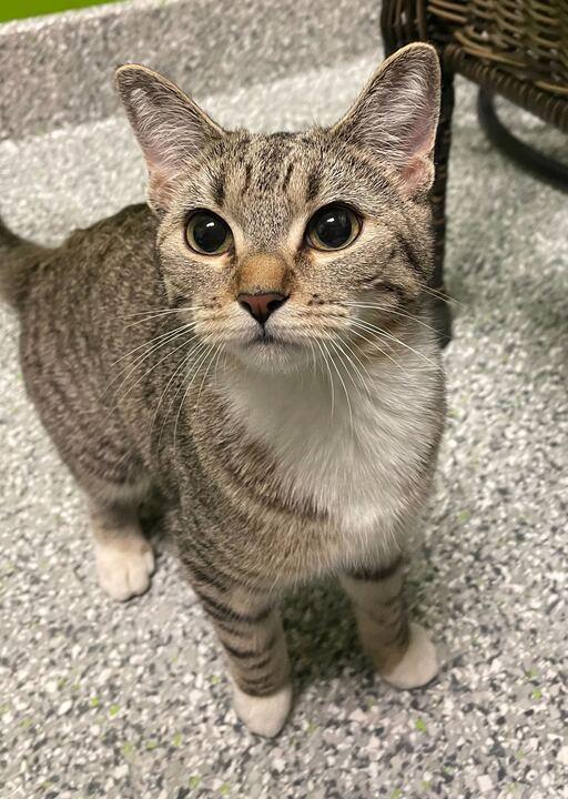 Enlarge Sassy, a ADOPTABLE mixed breed in Jackson, MI image 5/6