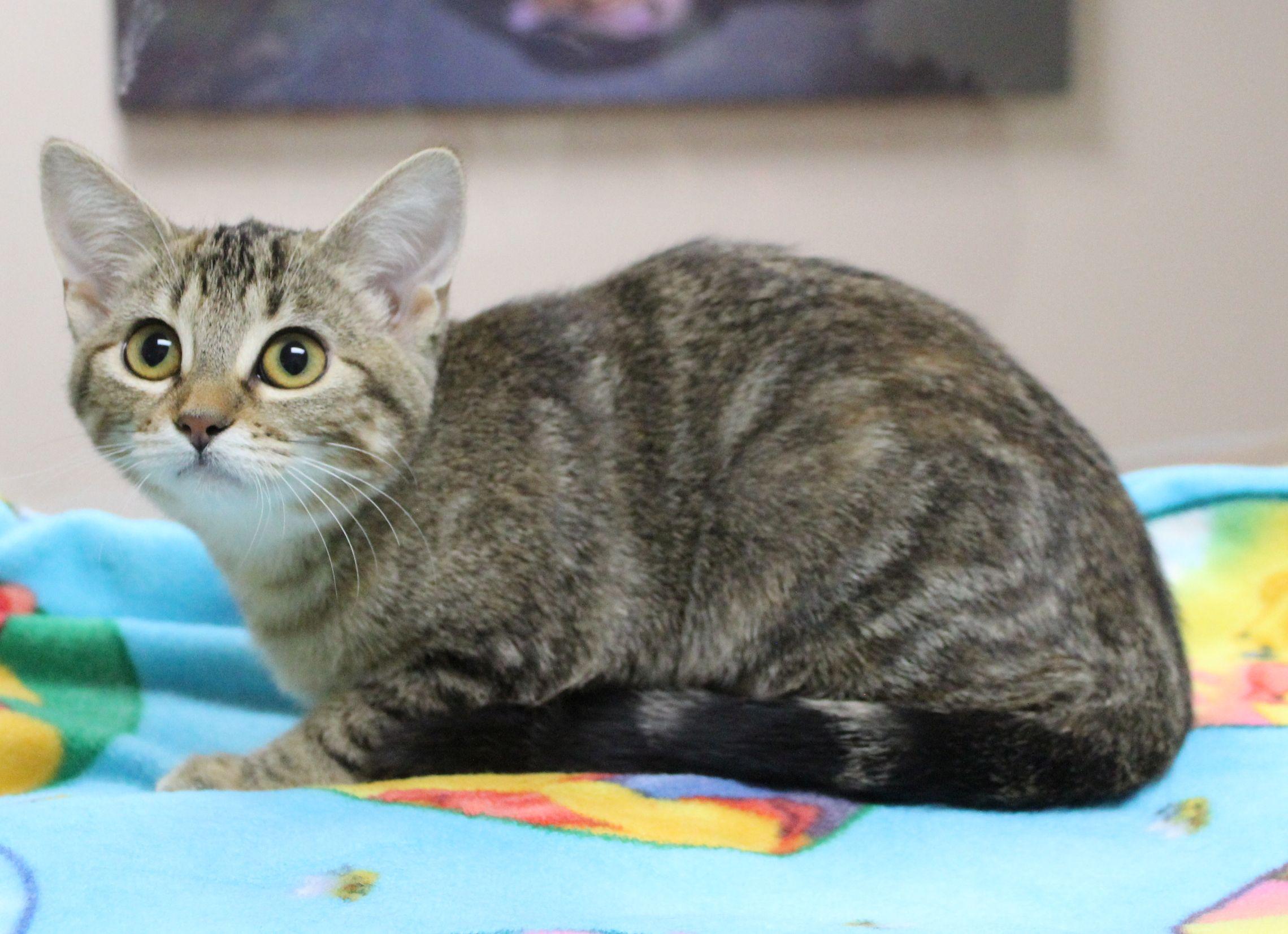 Dawn, Adoptable, Kitten Female Domestic Short Hair.