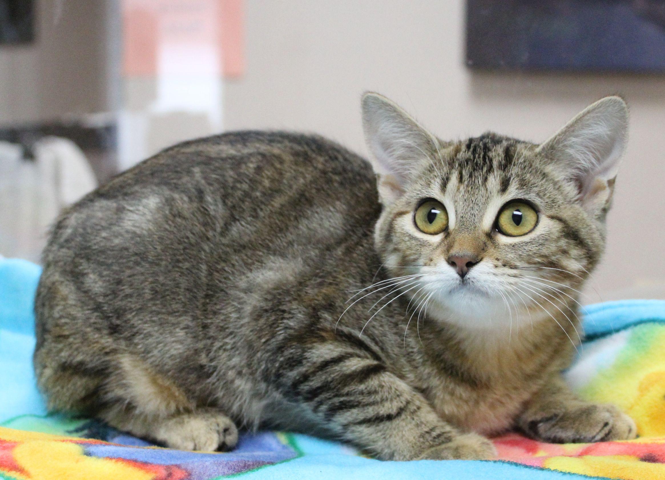 Enlarge Dawn, a Adoptable Domestic Short Hair in Portage, WI image 3/3