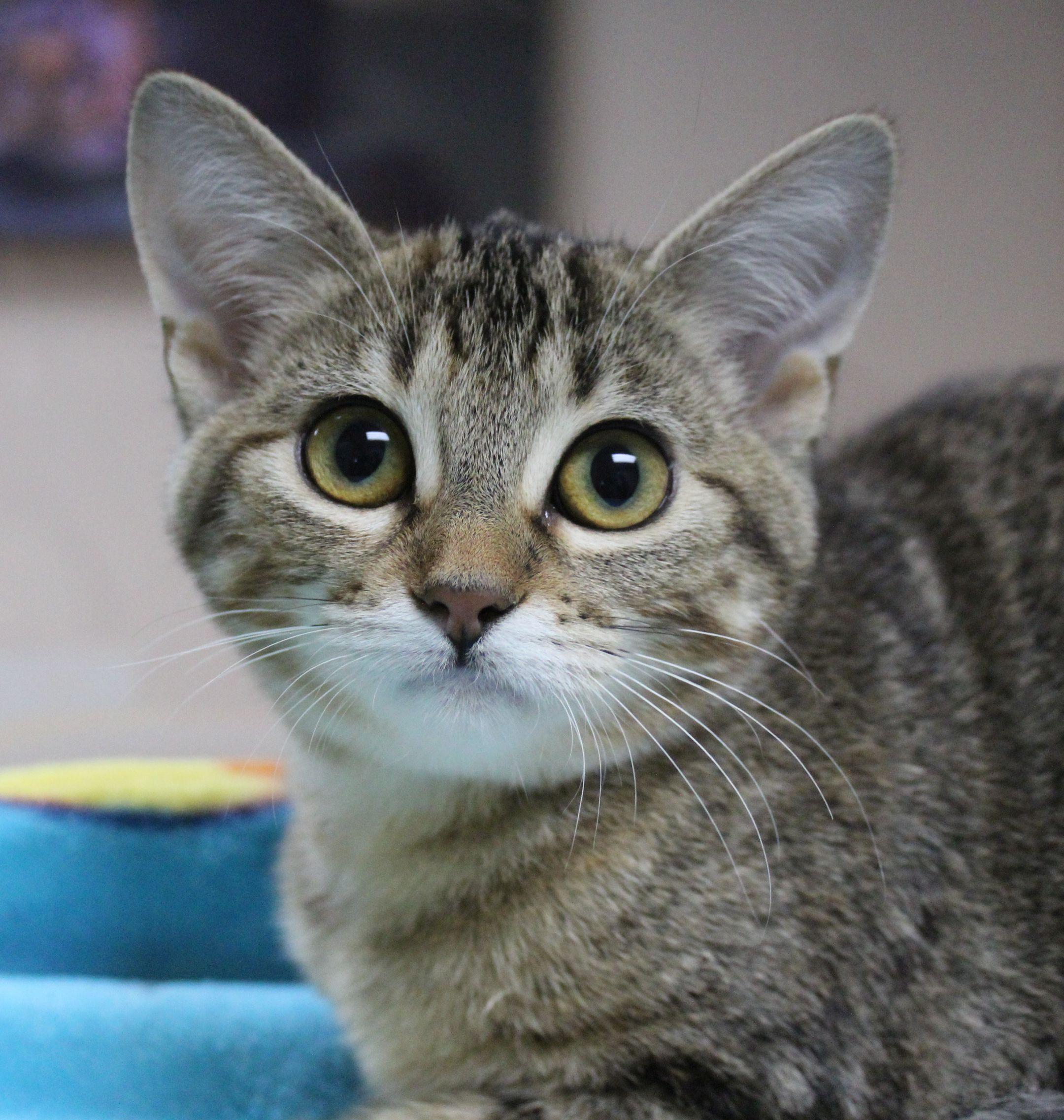Enlarge Dawn, a Adoptable Domestic Short Hair in Portage, WI image 2/3