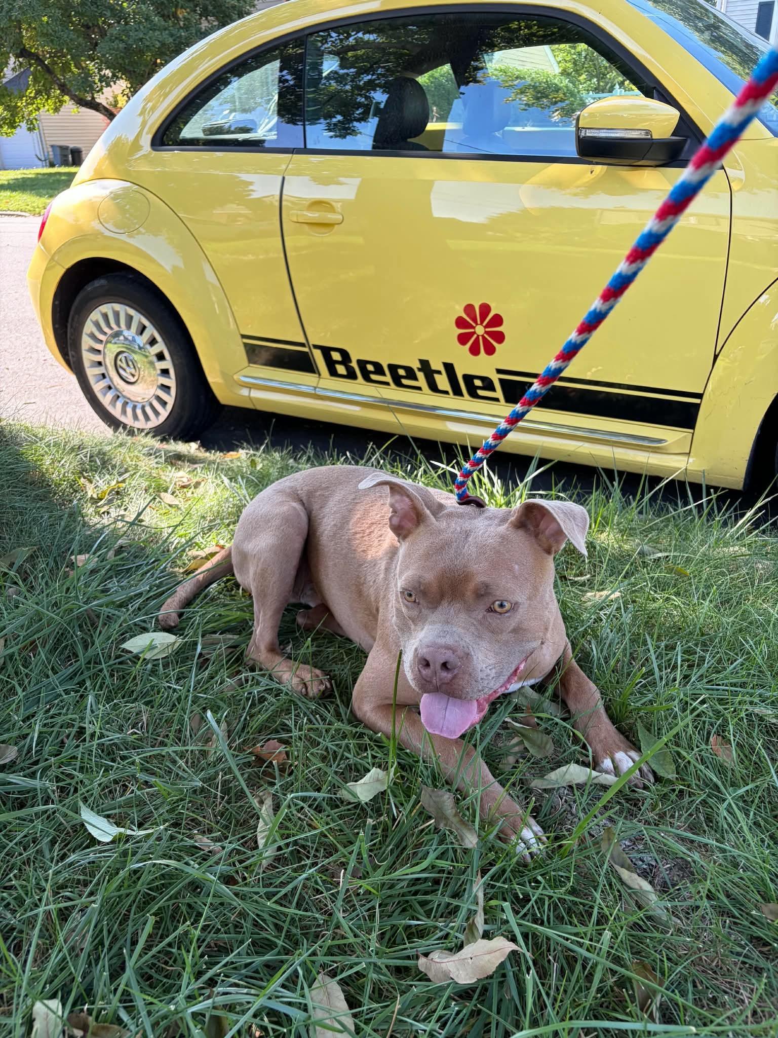 Enlarge Beetle, a Adoptable American Staffordshire Terrier in Westwood, NJ image 2/3