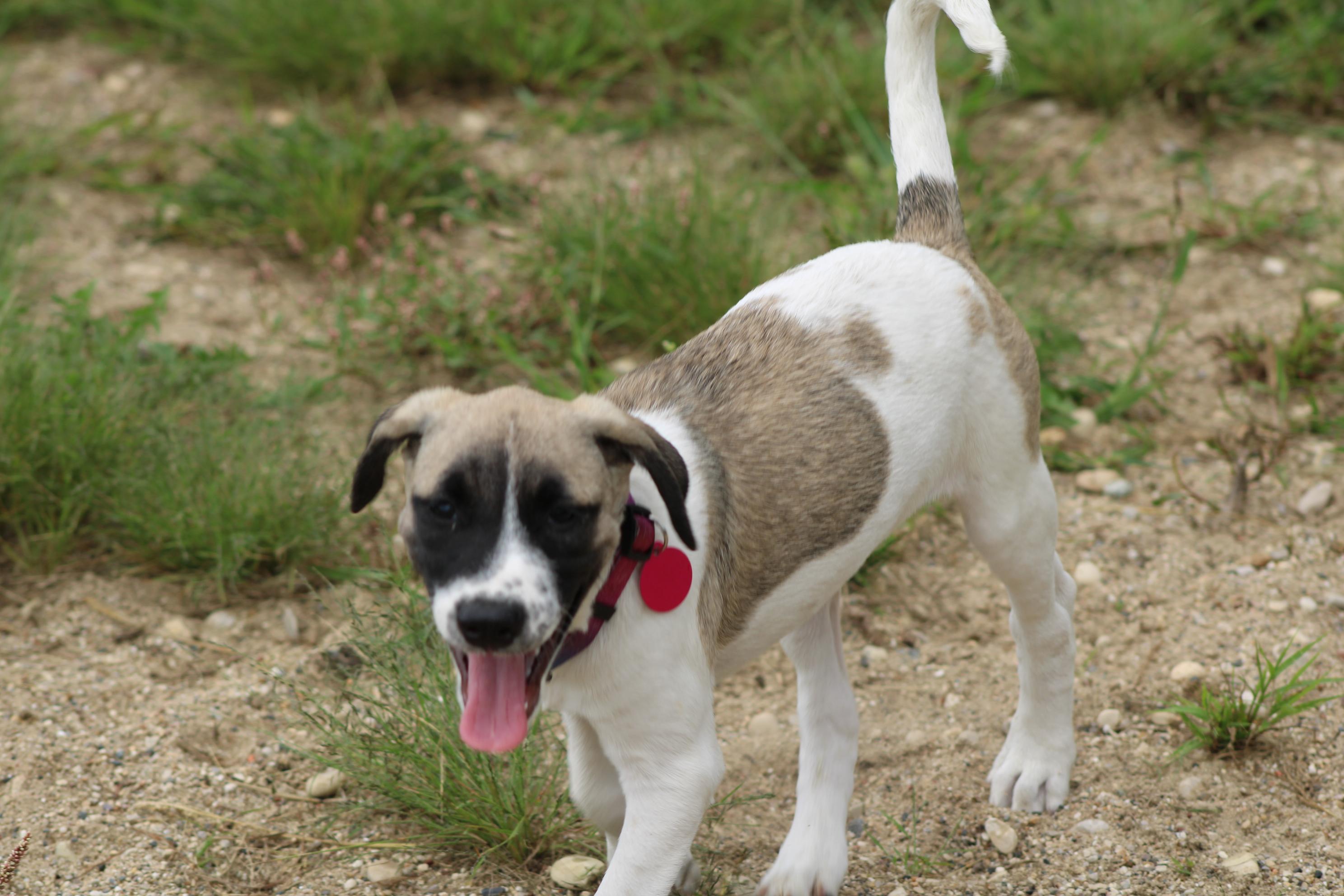 Enlarge Rambler, a Adoptable mixed breed in Waukesha , WI image 4/5