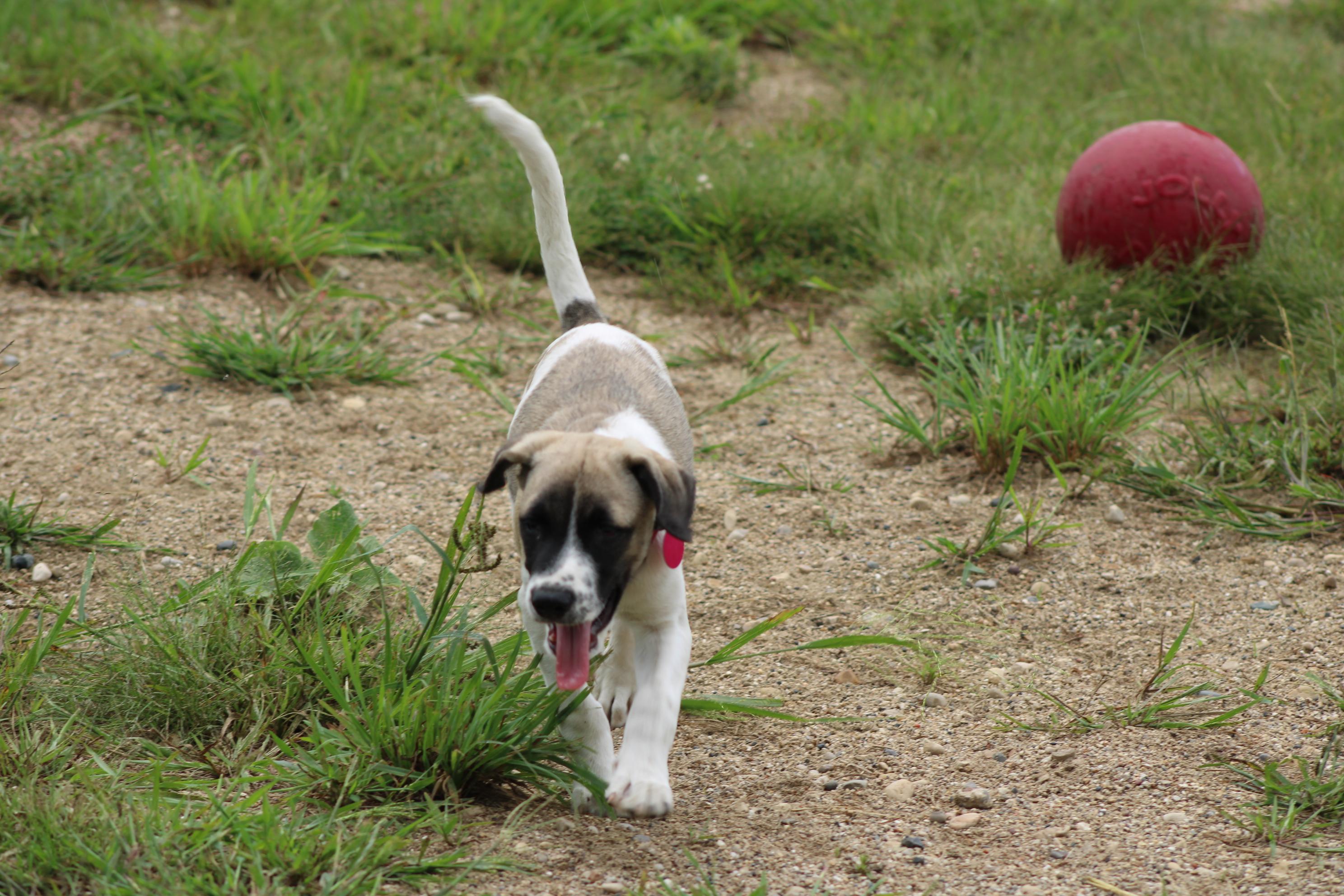 Enlarge Rambler, a Adoptable mixed breed in Waukesha , WI image 3/5