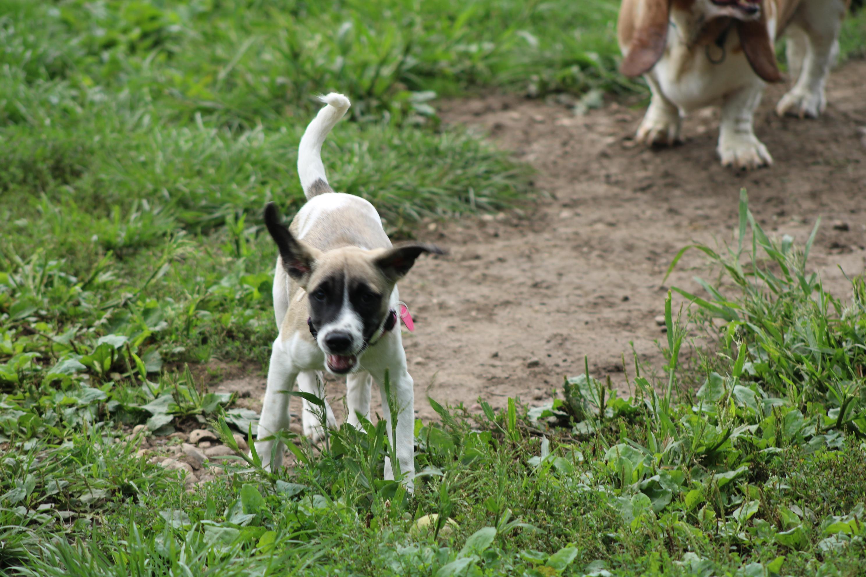 Enlarge Rambler, a Adoptable mixed breed in Waukesha , WI image 5/5