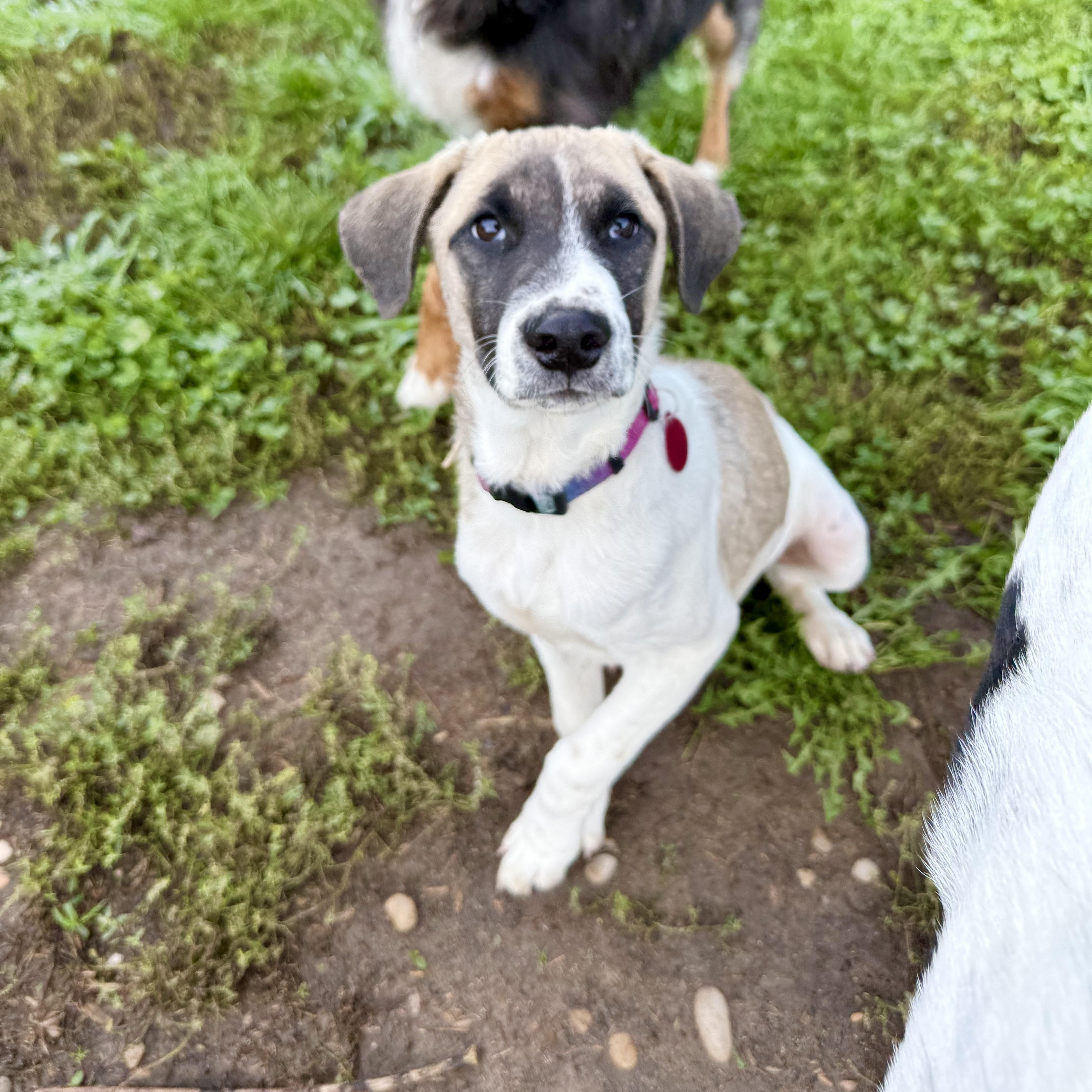Enlarge Rambler, a Adoptable mixed breed in Waukesha , WI image 2/5
