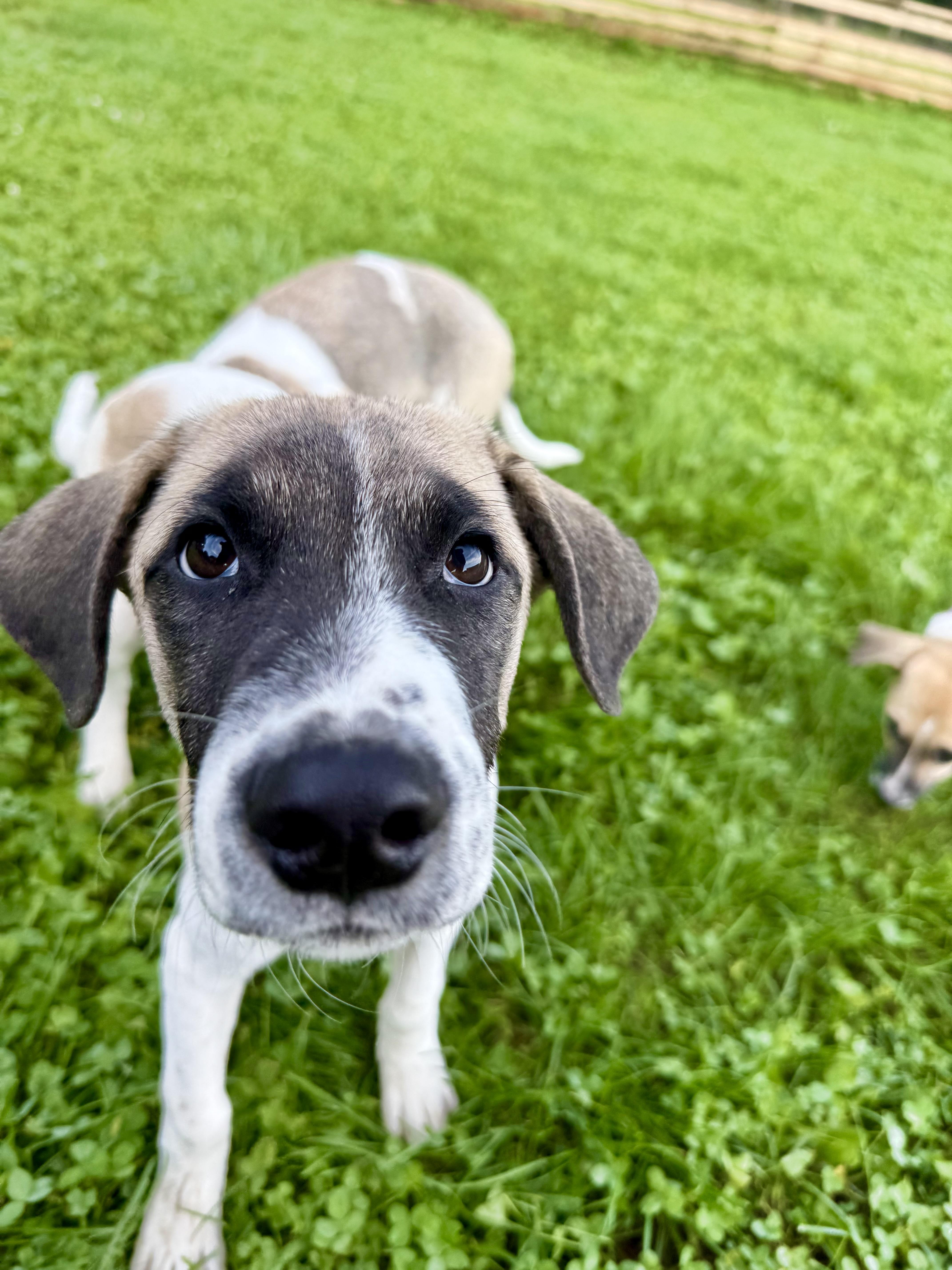 Rambler, Adoptable, Puppy Male Black Mouth Cur.