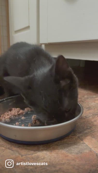 Enlarge Suki, a Adopted American Shorthair in Bronx, NY video 5/9