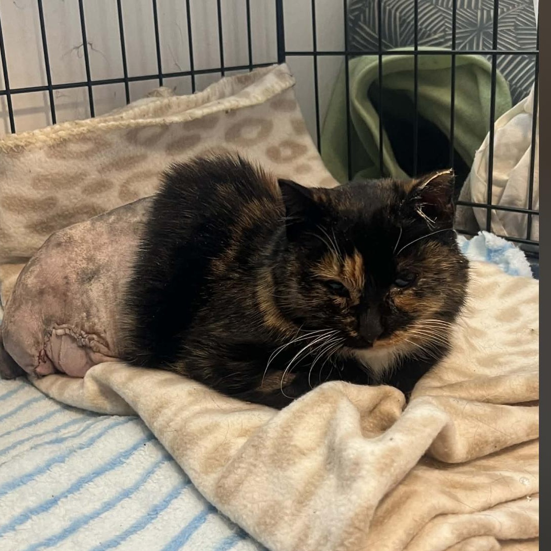 Pets for adoption from Feline Number Nine | Petfinder