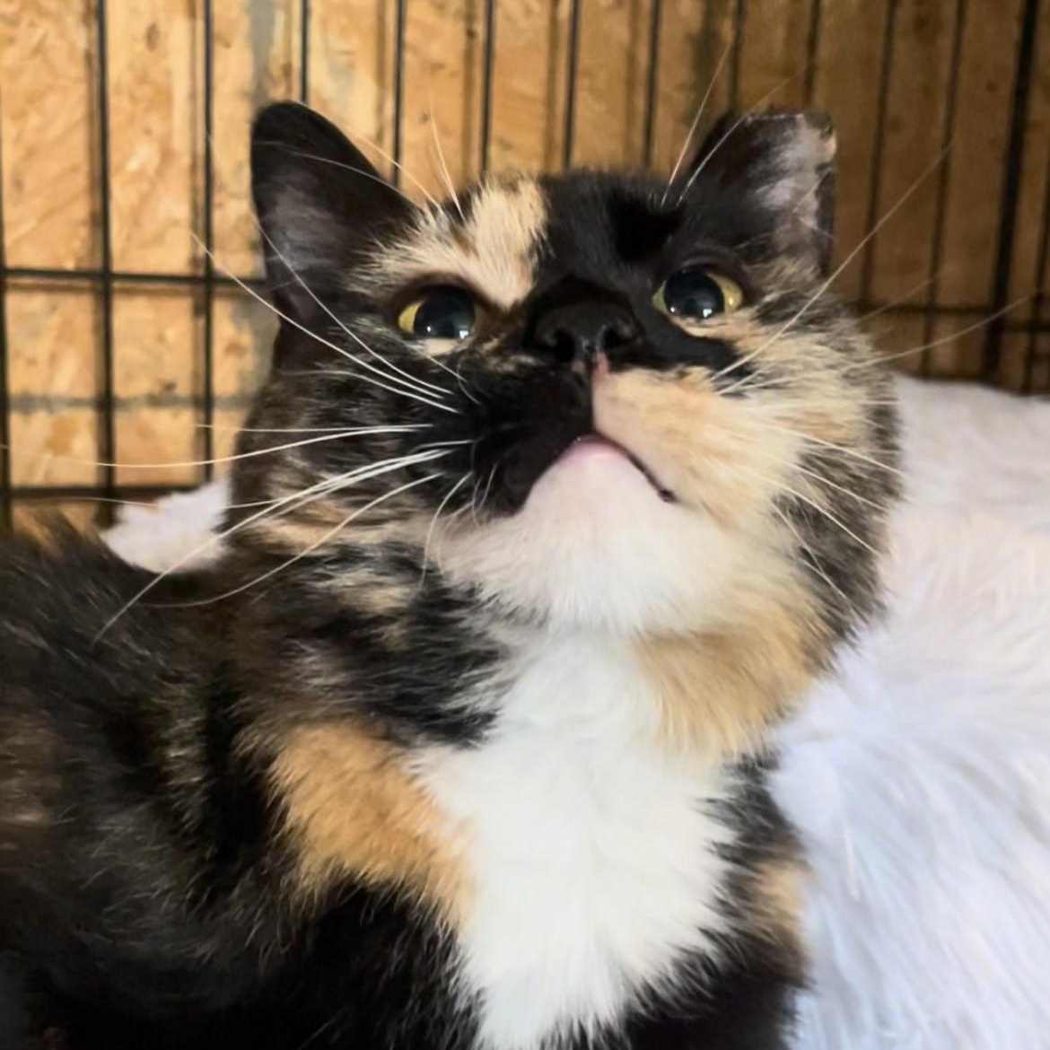 Pets for adoption from Feline Number Nine | Petfinder