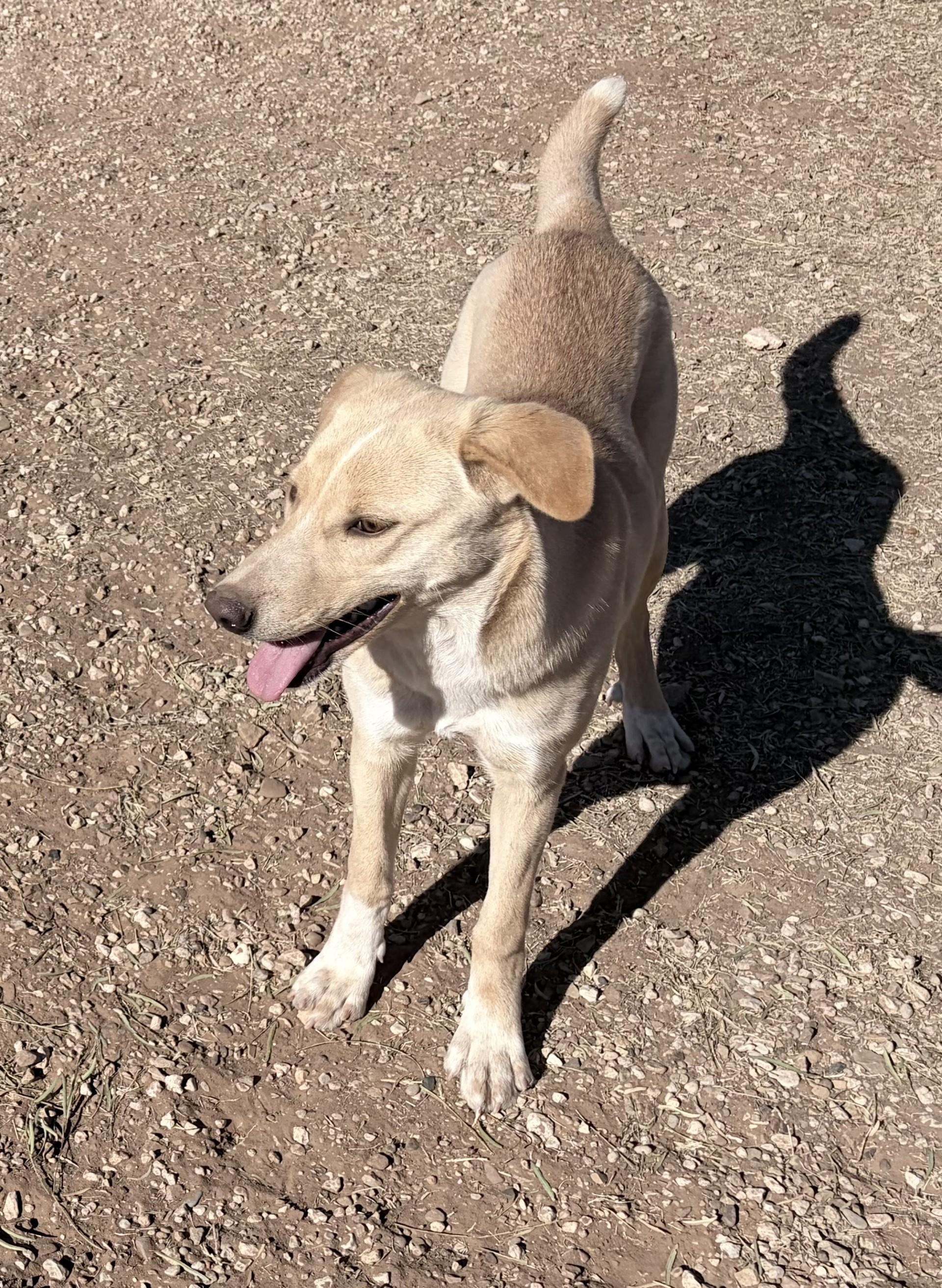 Enlarge Blondie, an adoptable Mixed Breed in Post, TX image 1/6