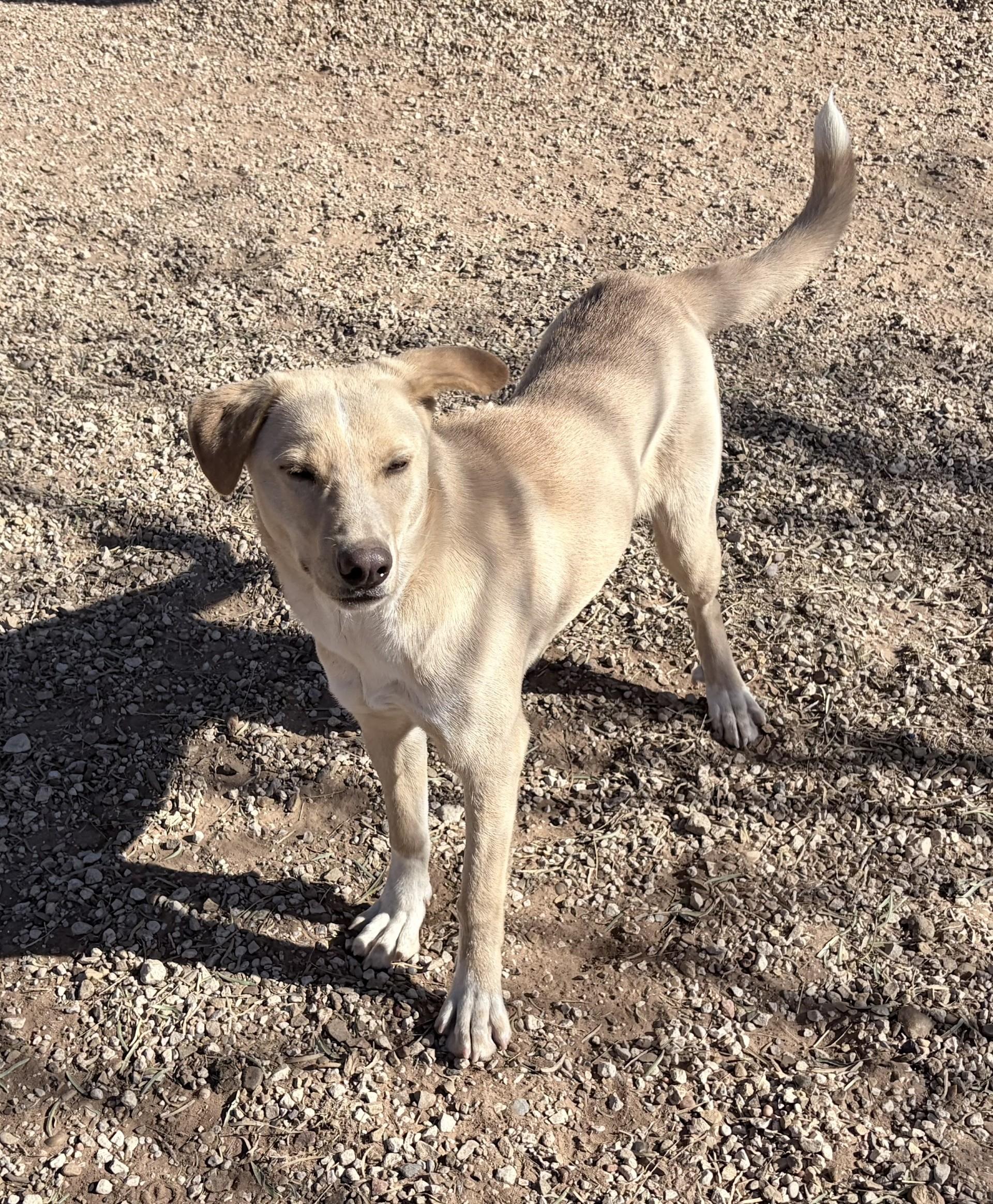 Enlarge Blondie, an adoptable Mixed Breed in Post, TX image 2/6
