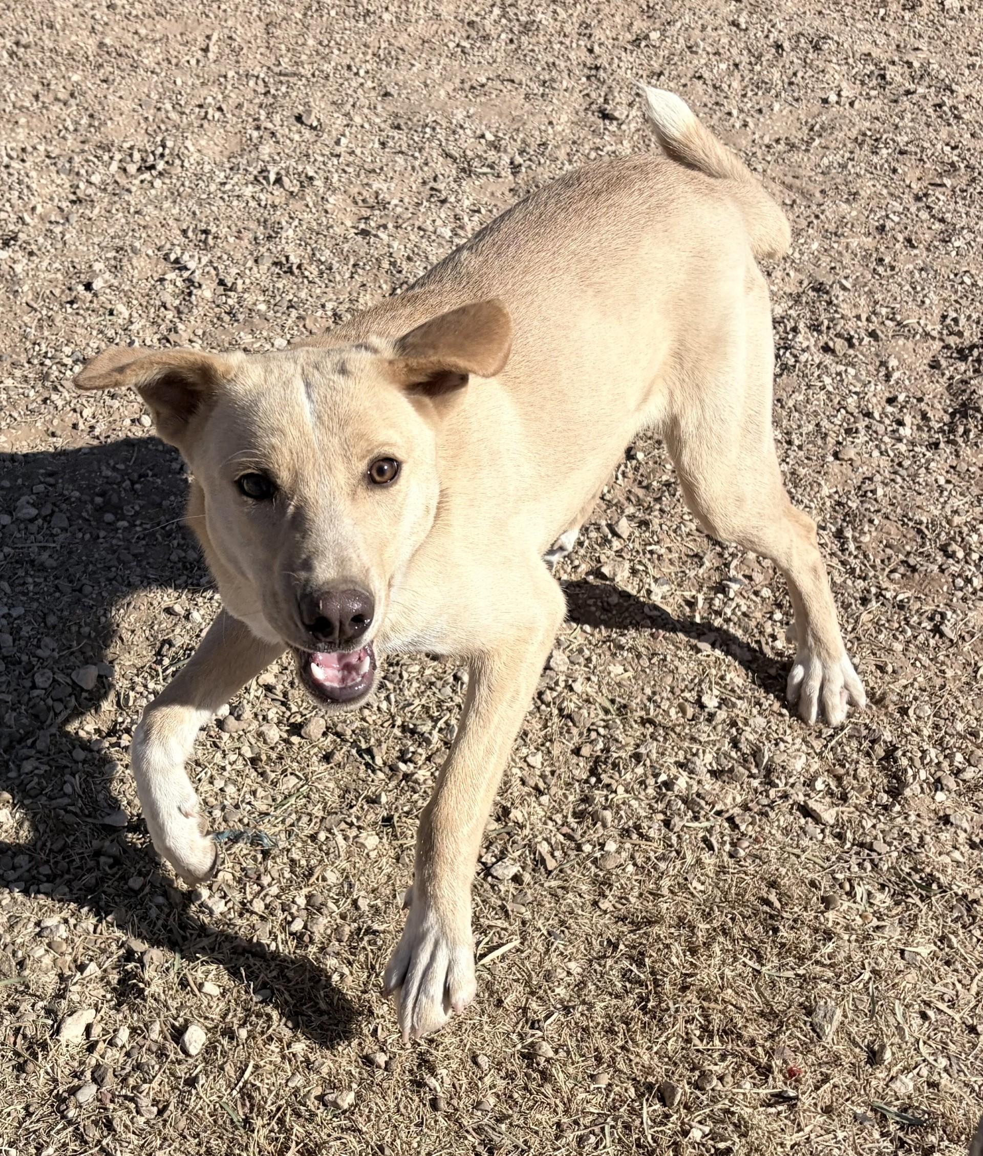 Enlarge Blondie, an adoptable Mixed Breed in Post, TX image 3/6