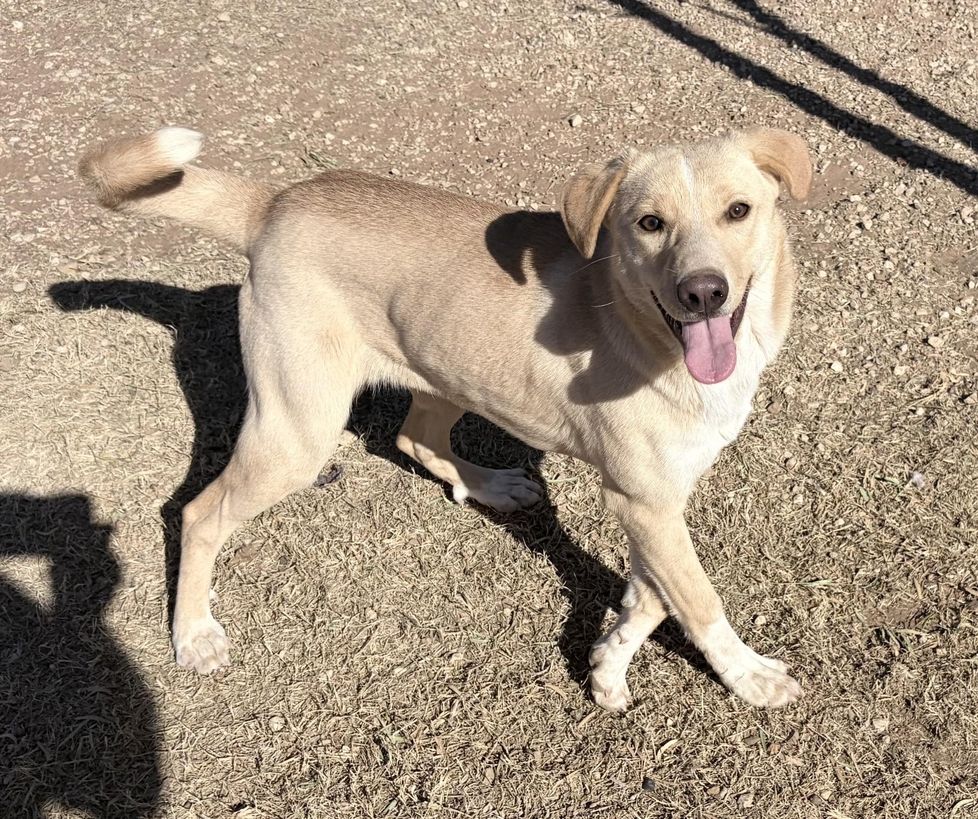 Enlarge Blondie, an adoptable Mixed Breed in Post, TX image 4/6