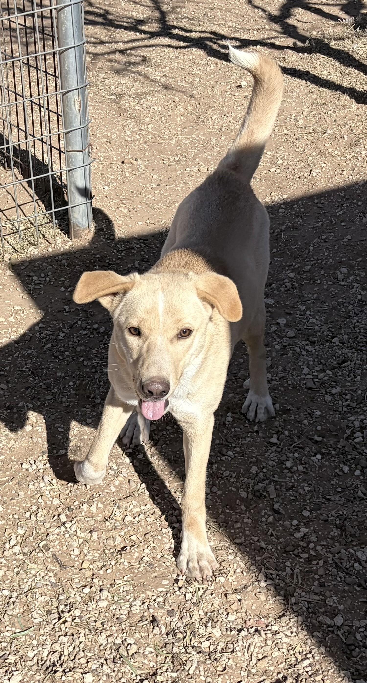 Enlarge Blondie, an adoptable Mixed Breed in Post, TX image 5/6