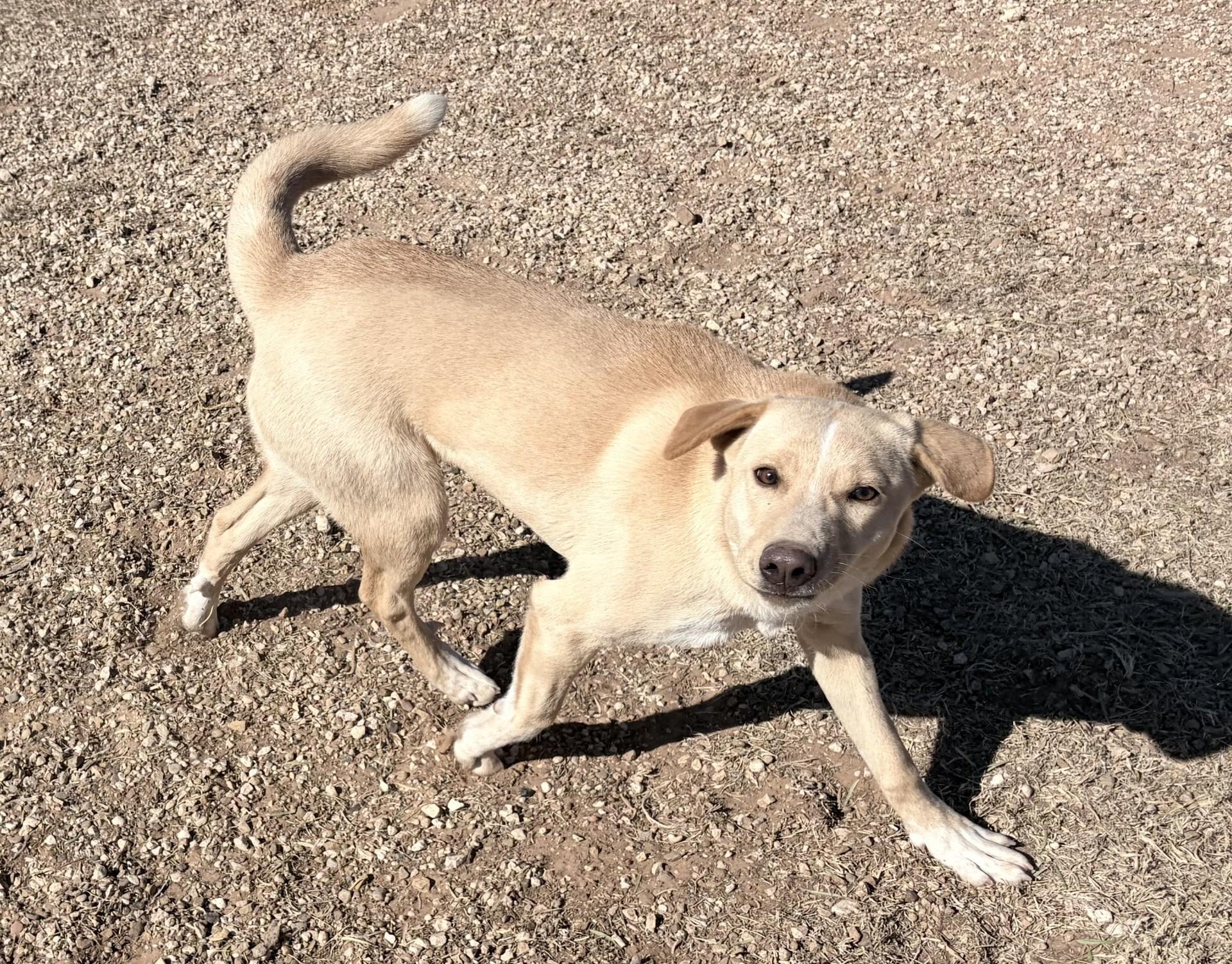 Enlarge Blondie, an adoptable Mixed Breed in Post, TX image 6/6