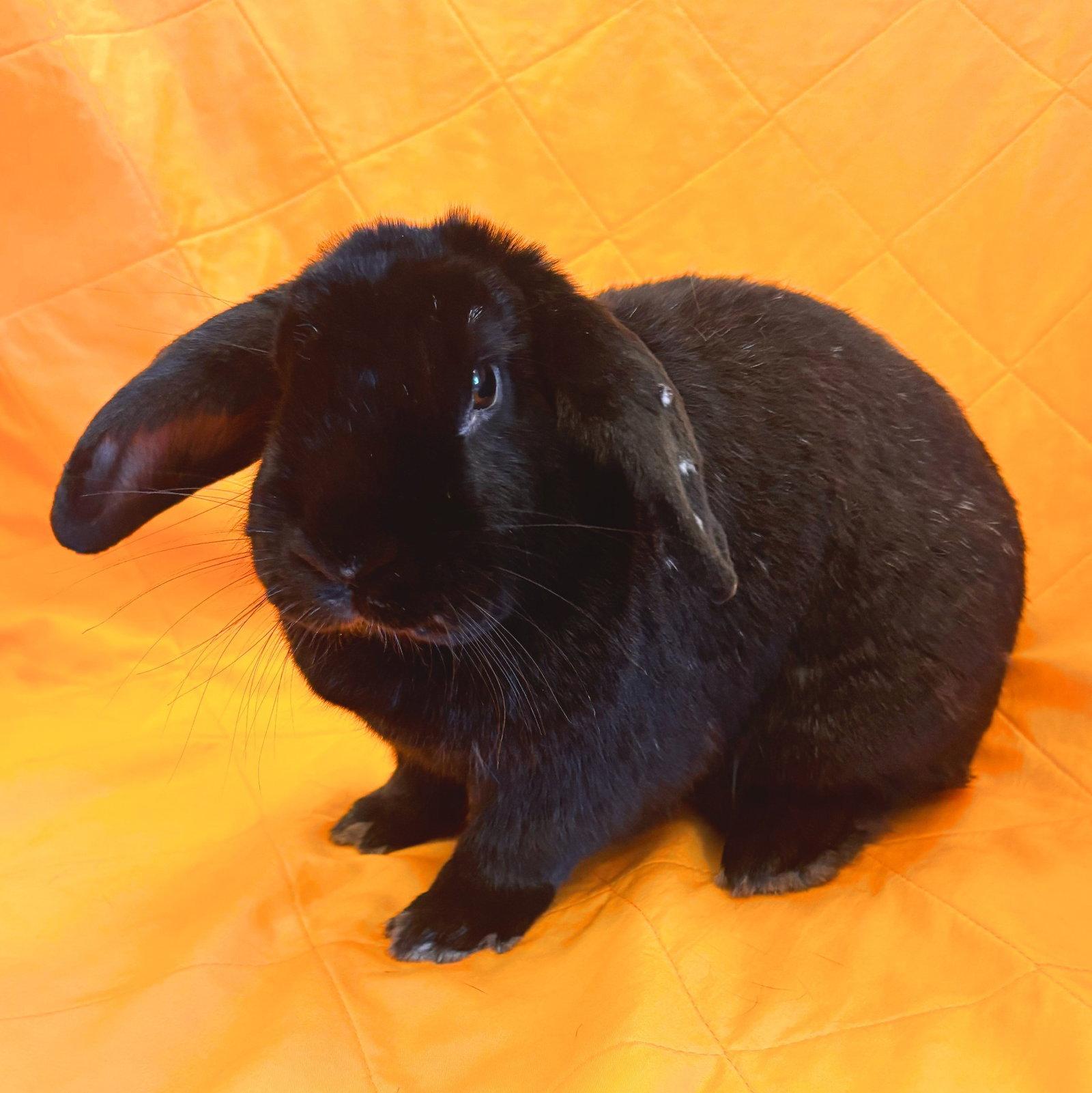 Blake, Adoptable, Adult Male Lop Eared.
