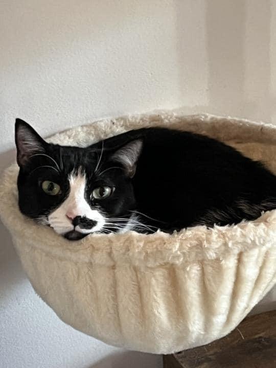 Dumpling, Adoptable, Young Female Domestic Short Hair.