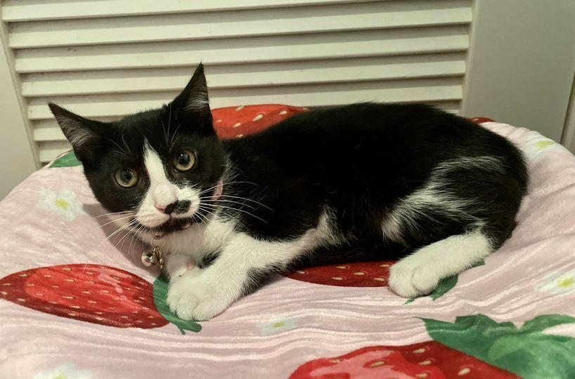 Enlarge Dumpling, a Adoptable Domestic Short Hair in Long Island City, NY image 2/6