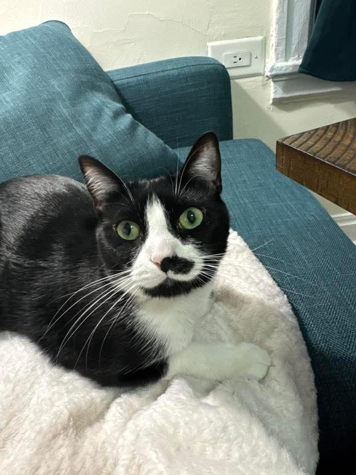 Enlarge Dumpling, a Adoptable Domestic Short Hair in Long Island City, NY image 3/6