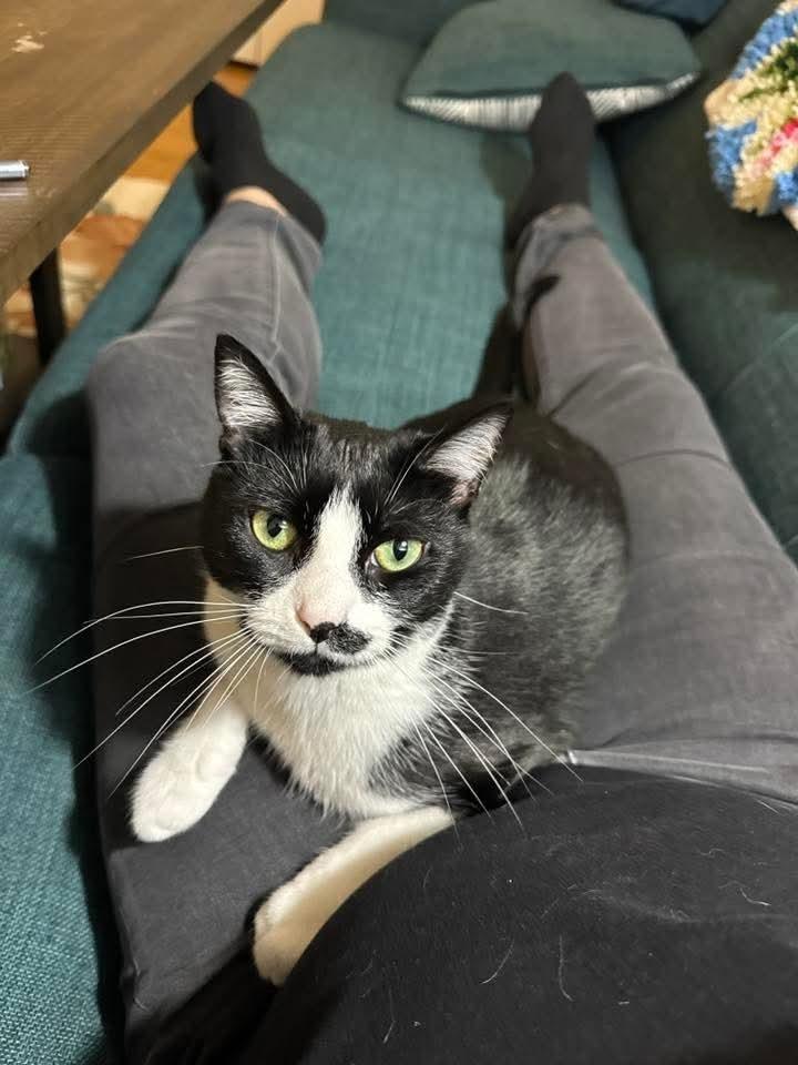 Enlarge Dumpling, a Adoptable Domestic Short Hair in Long Island City, NY image 4/6