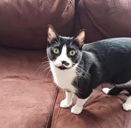 Dumpling, Adoptable, Young Female Domestic Short Hair.