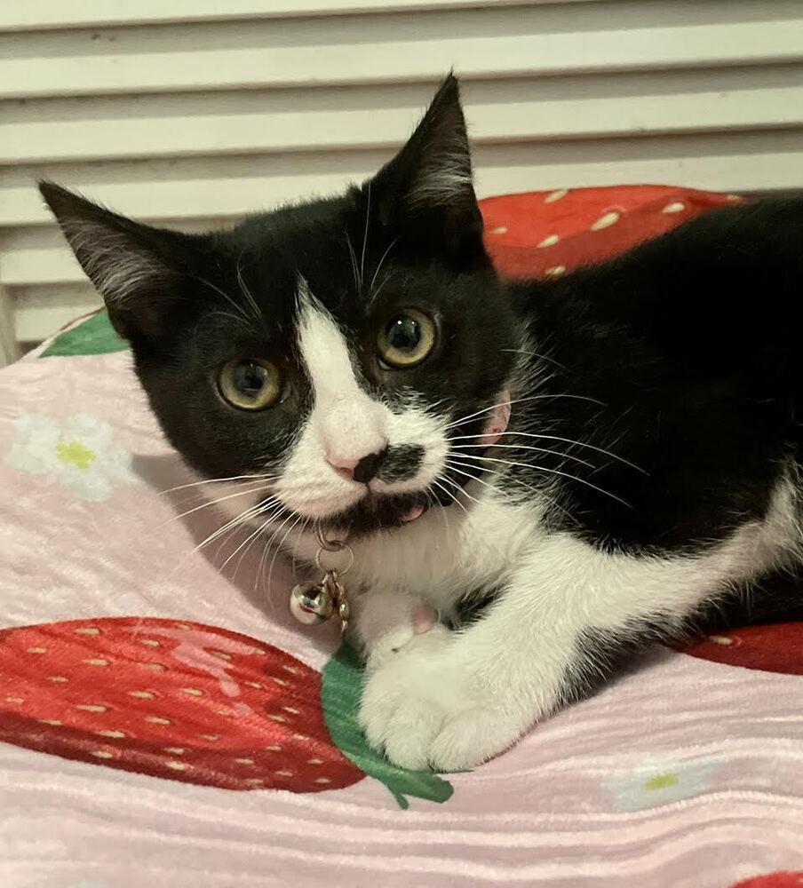 Enlarge Dumpling, a Adoptable Domestic Short Hair in Long Island City, NY image 6/6