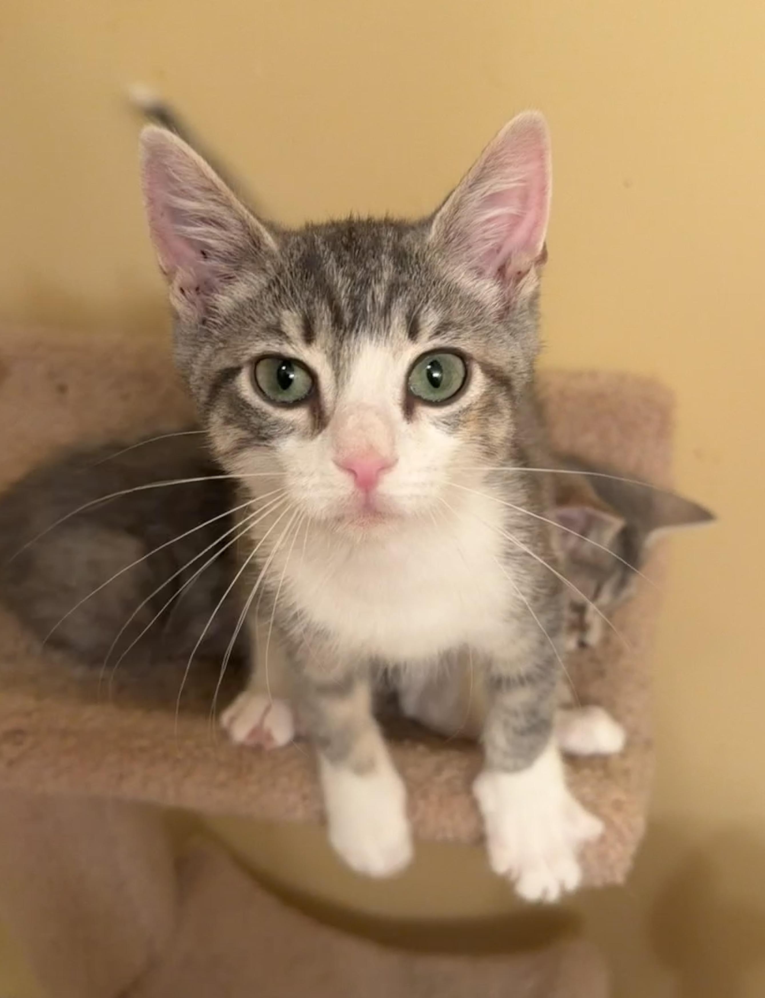 Addy, Adopted, Kitten Female Tabby & Dilute Calico.