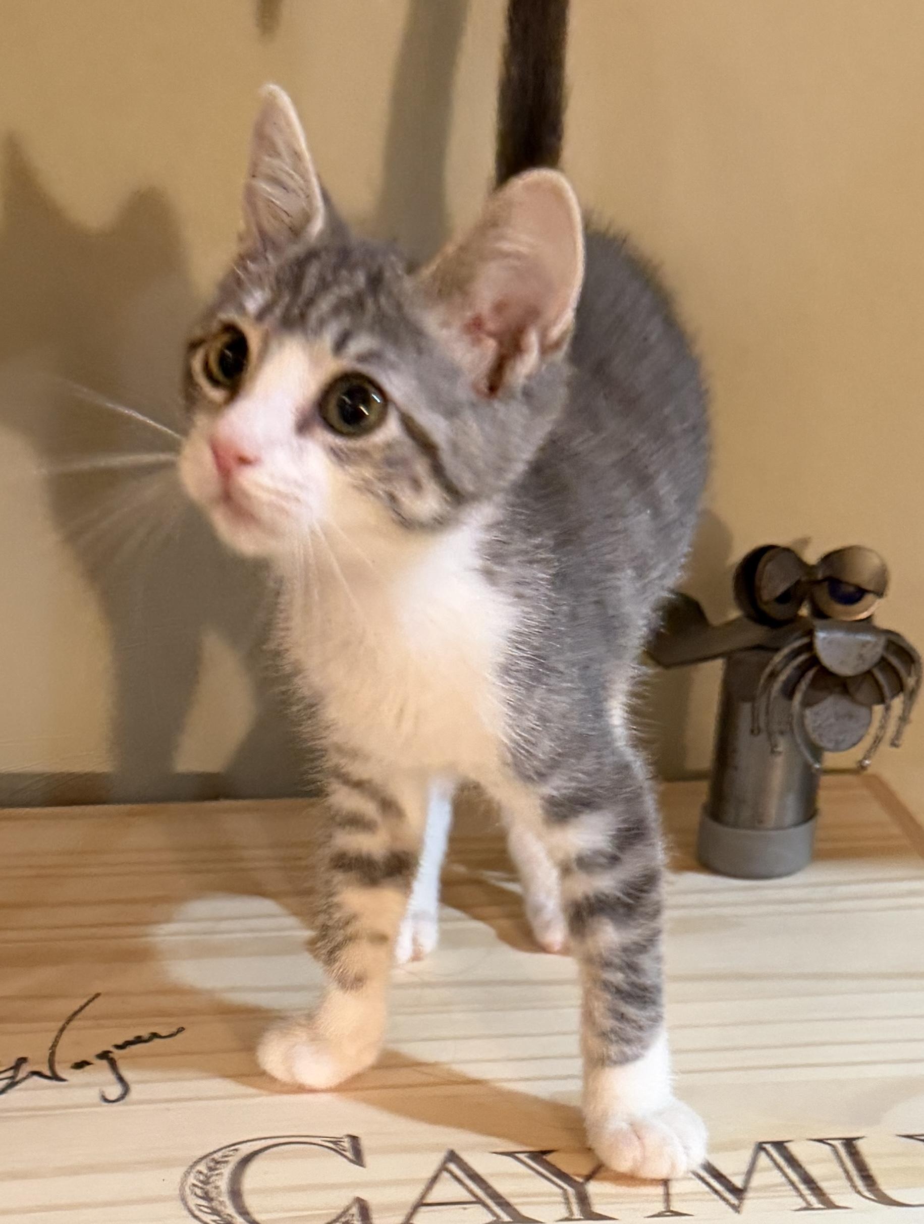 Enlarge Addy, a Adopted mixed breed in East Hanover, NJ image 3/4