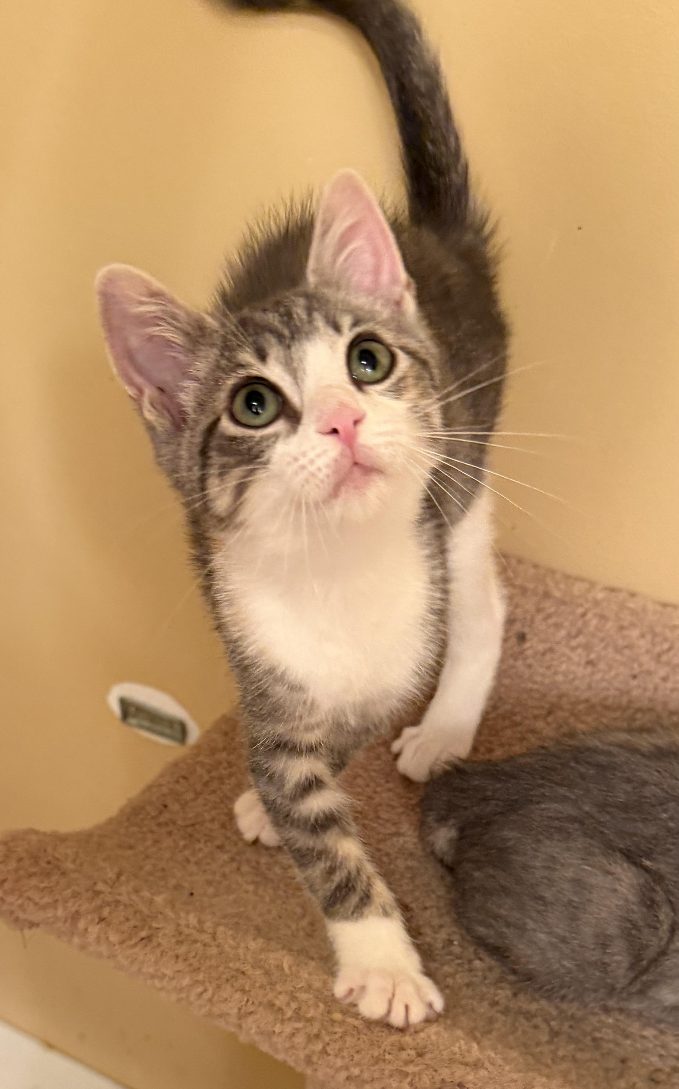 Enlarge Addy, a Adopted mixed breed in East Hanover, NJ image 4/4