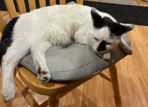 Enlarge Casper (Courtesy Listing), a Adoptable Domestic Short Hair in Williamsburg, IA image 1/3