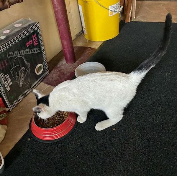 Enlarge Casper (Courtesy Listing), a Adoptable Domestic Short Hair in Williamsburg, IA image 3/3