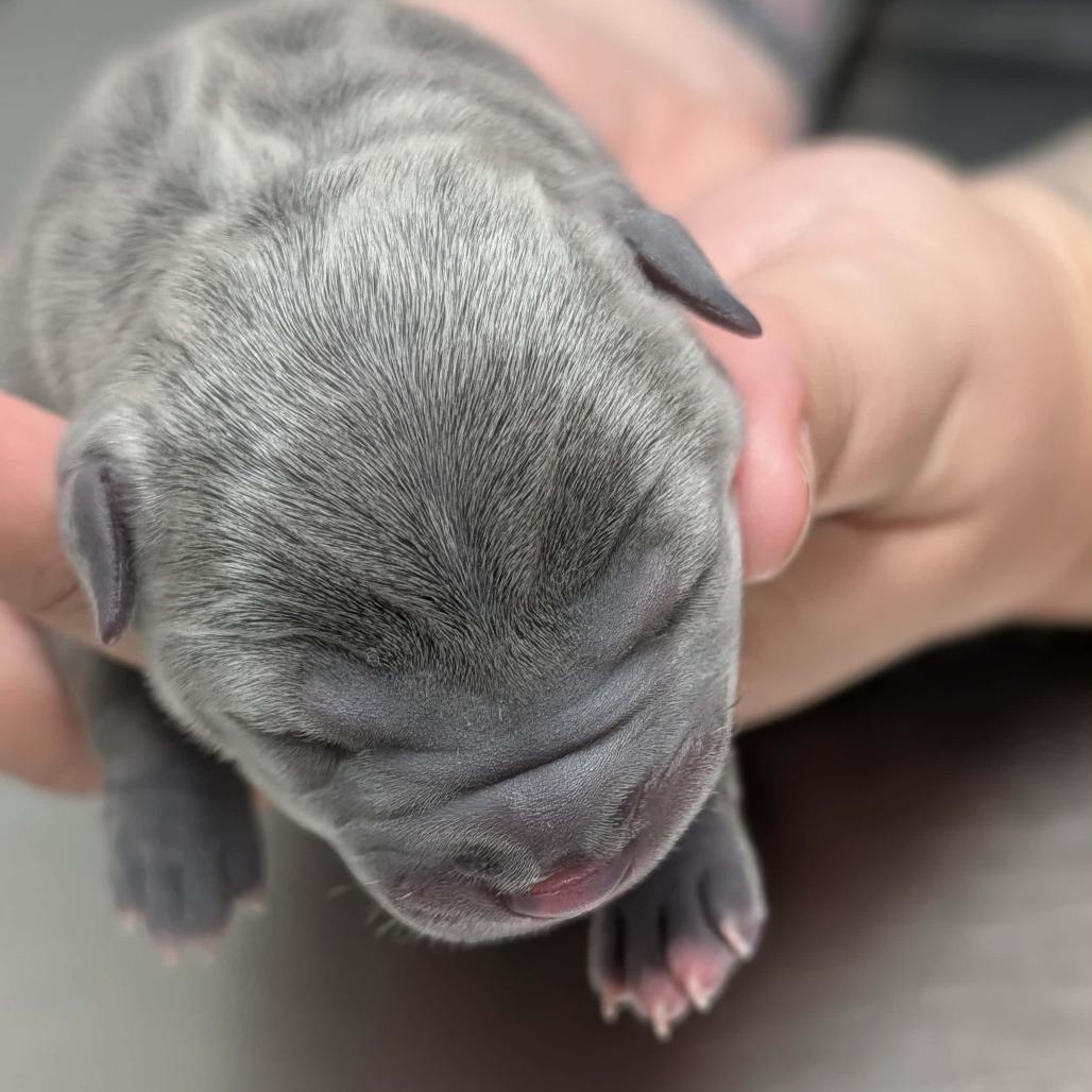 Magnolia, Adoptable, Puppy Female Labrador Retriever.