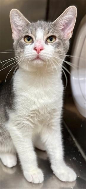 Enlarge FOSTER, a Adoptable Domestic Short Hair in York, SC image 1/1